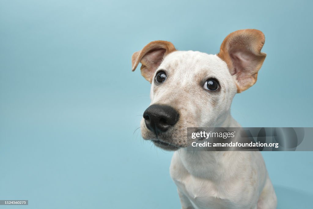 Rescue Animal - Cattle Dog mix puppy