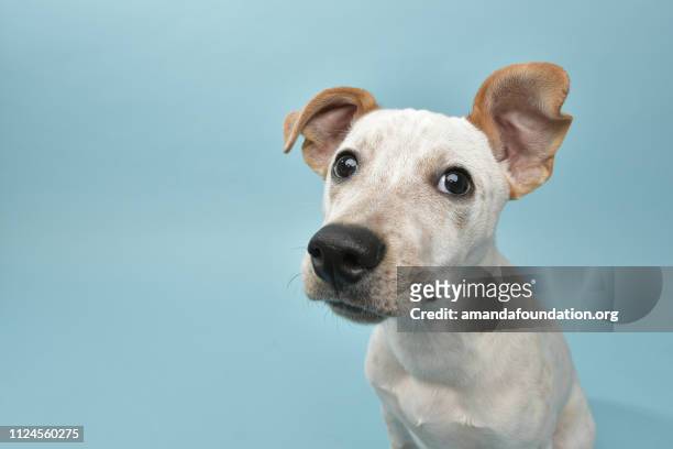 rescue animal - cattle dog mix puppy - cute stock pictures, royalty-free photos & images