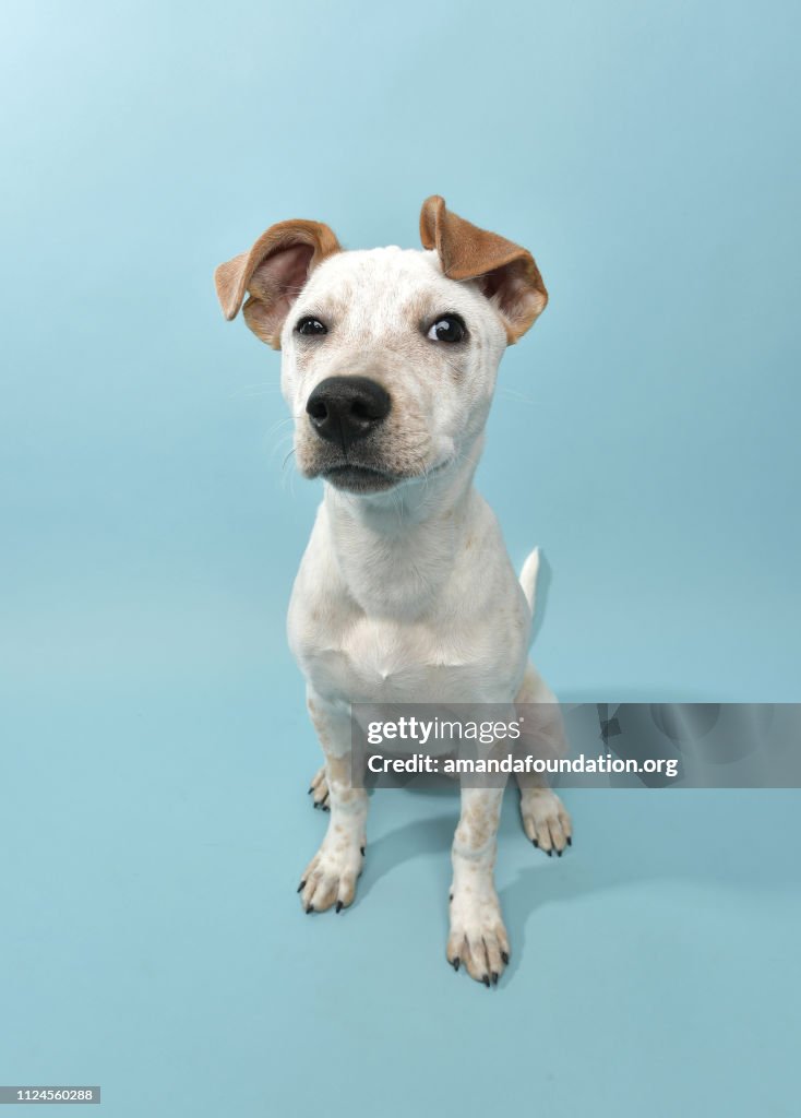 Rescue Animal - Cucciolo di cattle dog mix