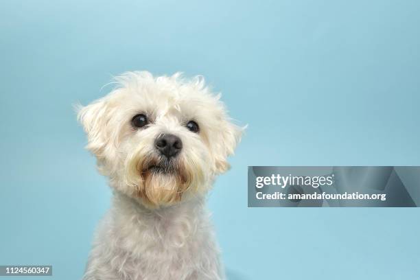 rescue animal - terrier/poodle mix - amandafoundationcollection stock pictures, royalty-free photos & images