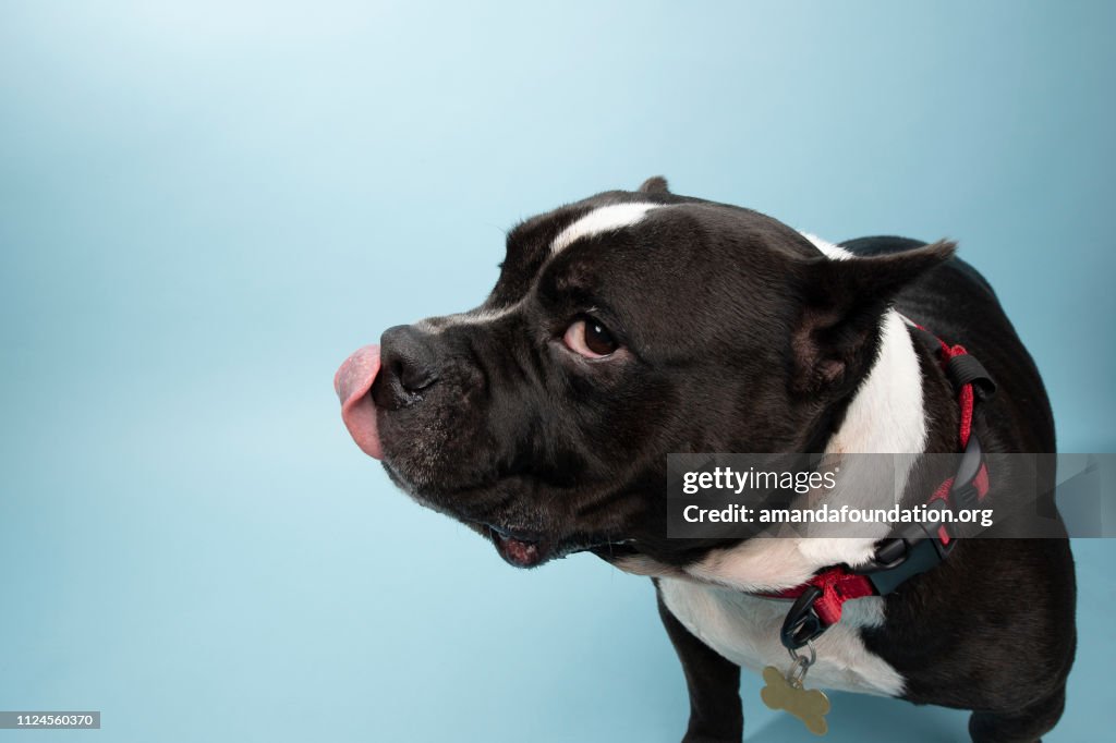Rescue Animal - black and white PitBull/Bulldog mix