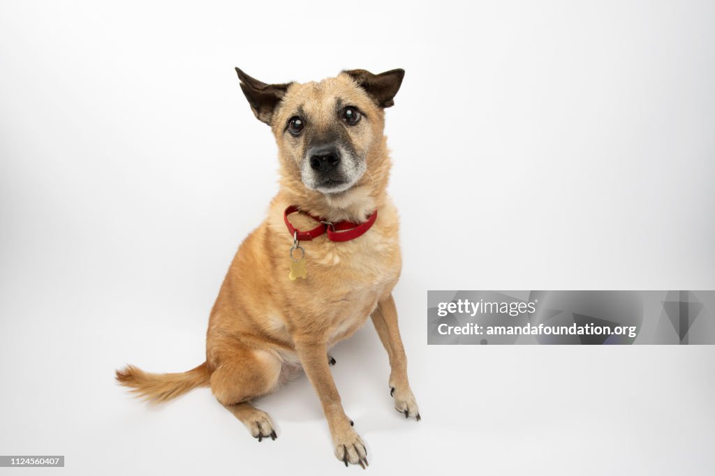 Rescue Animal - Shiba Inu mix