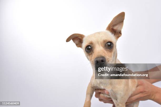 rescue animal - chihuahua mix - amanda foundation stock pictures, royalty-free photos & images