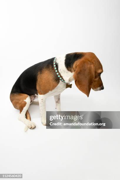 rescue animal - tricolor harrier hound - amanda foundation stock pictures, royalty-free photos & images