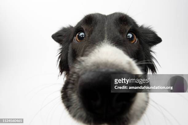 animal rescue - border collie - cute or scary curious animal costumes from the archives stockfoto's en -beelden