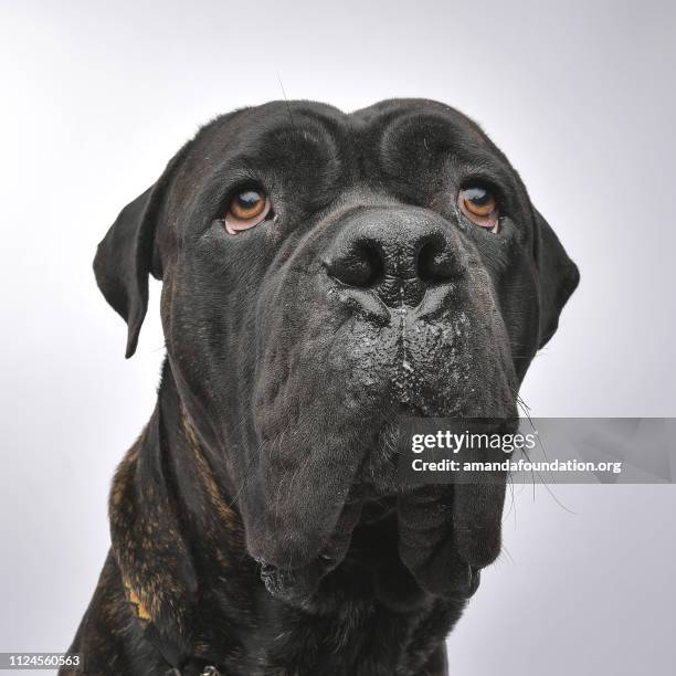 rescue animal - brindle mastiff mix - amanda foundation stock pictures, royalty-free photos & images