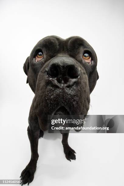 rescue animal - brindle mastiff mix - amanda foundation stock pictures, royalty-free photos & images