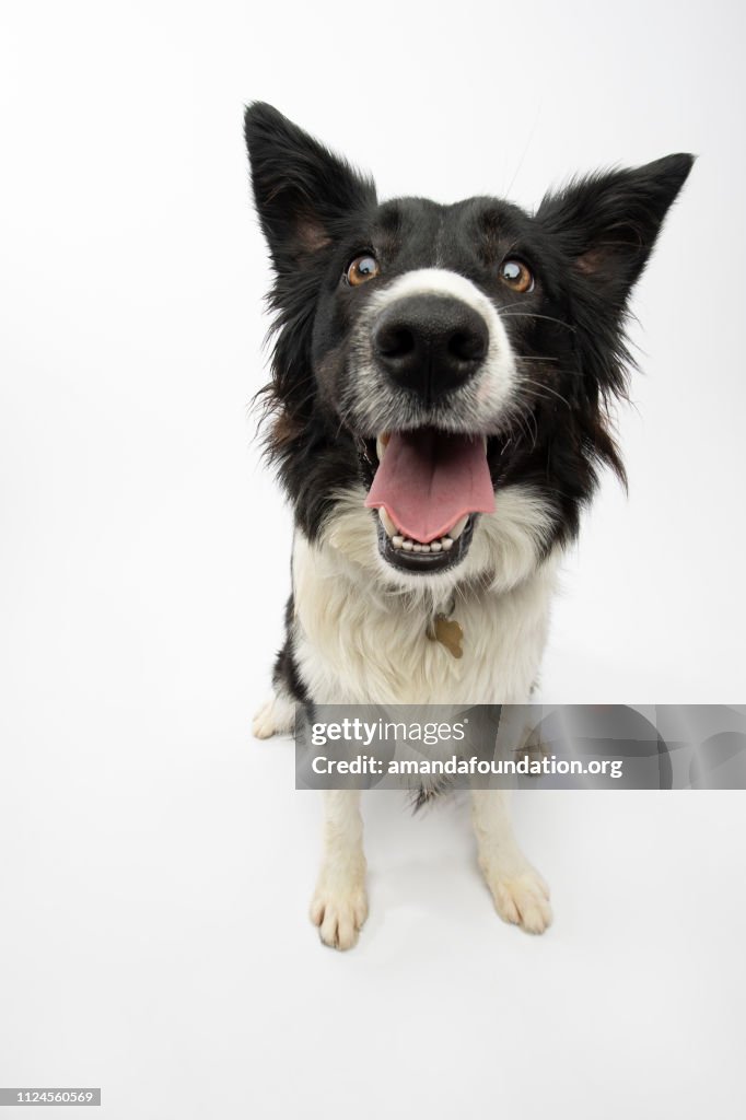 Rescue Animal - Border Collie