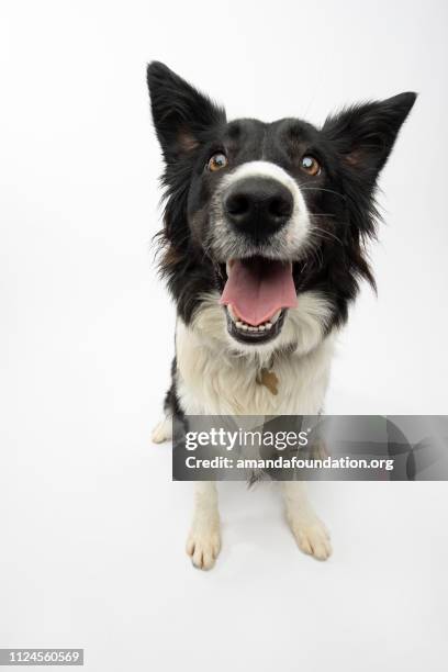 rescue animal - border collie - amanda foundation stock pictures, royalty-free photos & images