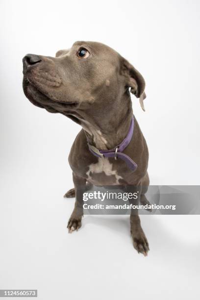 tier zu retten - pitbull-mix blau - begging animal behavior stock-fotos und bilder