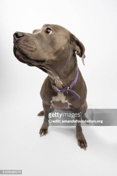 rescue animal - blue pitbull mix - amanda foundation stock pictures, royalty-free photos & images