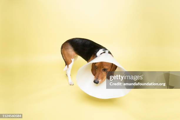 rescue animal - tricolor harrier hound - amanda foundation stock pictures, royalty-free photos & images