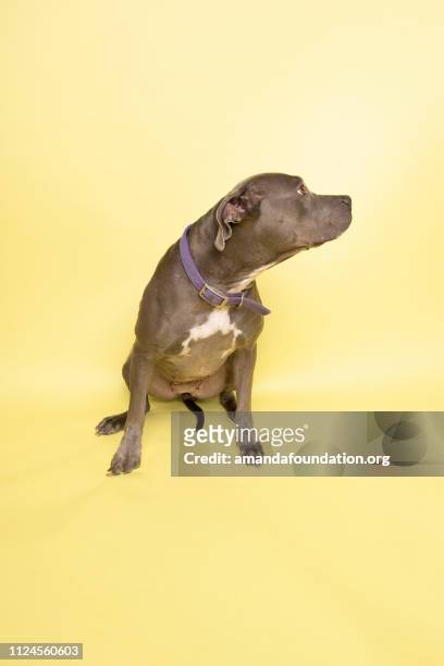 tier zu retten - pitbull-mix blau - begging animal behavior stock-fotos und bilder