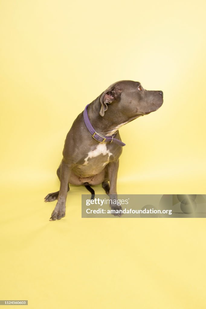 Rescue Animal - blue Pitbull mix