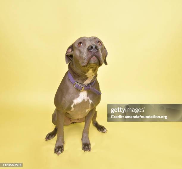 rescue animal - blue pitbull mix - amanda foundation stock pictures, royalty-free photos & images