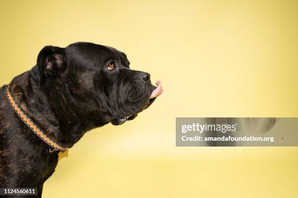 rescue animal - brindle mastiff mix - amanda foundation stock pictures, royalty-free photos & images