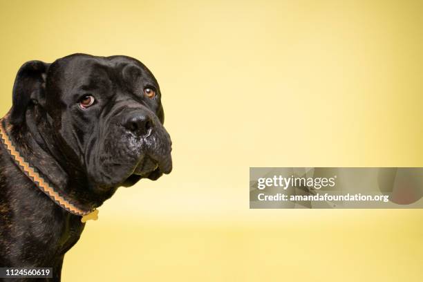 rescue animal - brindle mastiff mix - amanda foundation stock pictures, royalty-free photos & images