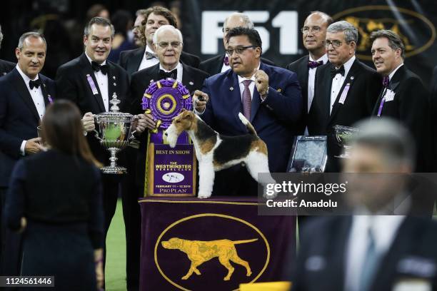 Gabriel Rangel's 'King' the Wire Fox Terrier wins the Best in Show at the 143rd Westminster Kennel Club Dog Show at Madison Square Garden in New York...