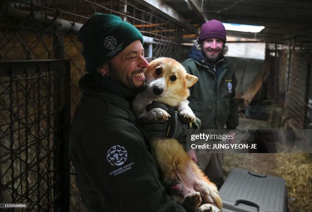 SKOREA-SOCIAL-ANIMAL-DOG