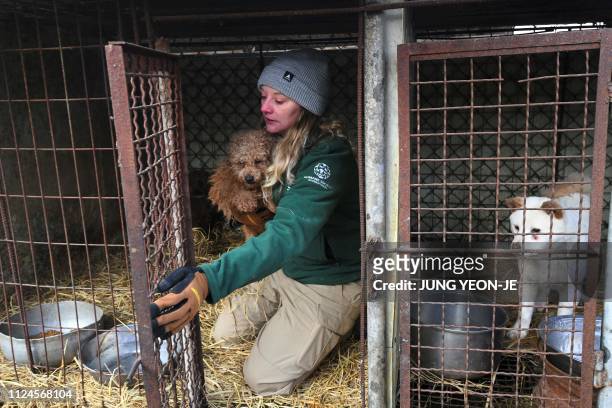 Member of the Humane Society International carries a dog from a cage to a crate for transport at a dog farm during a rescue event, involving the...