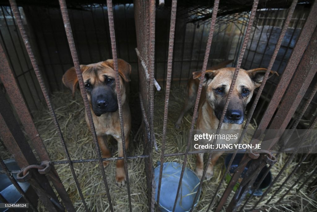 SKOREA-SOCIAL-ANIMAL-DOG