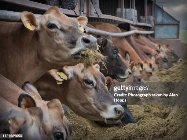 jersey herd feeding - ensilage bildbanksfoton och bilder