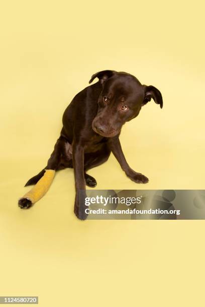 rescue animal - chocolate labrador retriever with a cast - amanda foundation stock pictures, royalty-free photos & images