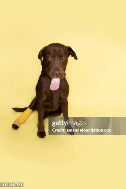 tier - chocolate labrador retriever mit einem gips zu retten - begging animal behavior stock-fotos und bilder