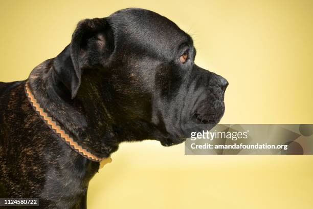 rescue animal - brindle mastiff mix - amanda foundation stock pictures, royalty-free photos & images