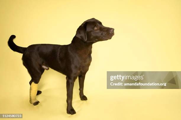 rescue animal - chocolate labrador retriever with a cast - amanda foundation stock pictures, royalty-free photos & images