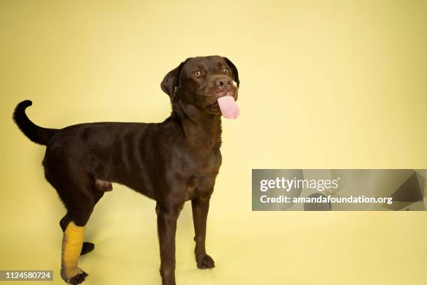 tier - chocolate labrador retriever mit einem gips zu retten - begging animal behavior stock-fotos und bilder