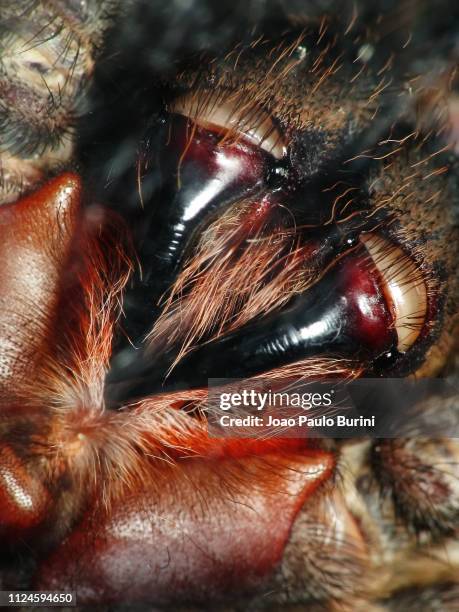 detail of a tarantula fangs - 鋏角 ストックフォトと画像