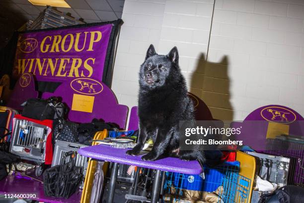 Schipperke named Colton waits to be groomed before competing in Best in Show at the 143rd Westminster Kennel Club Dog Show in New York, U.S., on...