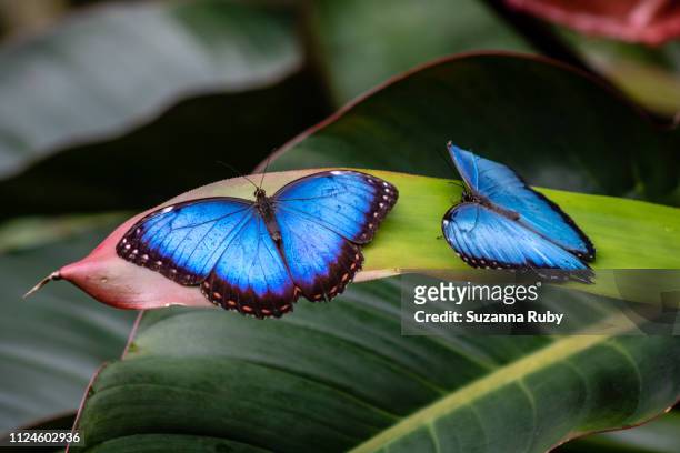 blue morpho butterflies - morpho butterfly stock-fotos und bilder