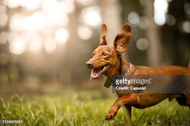 cute dog running outside - smiling brown dog stock pictures, royalty-free photos & images