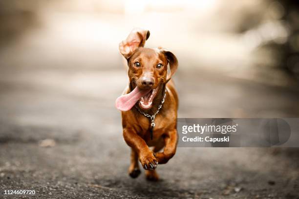cute dog running outside - dog stock pictures, royalty-free photos & images