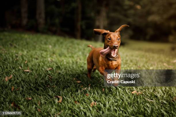 cute dog running outside - smiling brown dog stock pictures, royalty-free photos & images