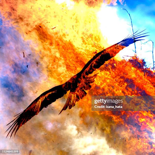 kite bird and fire illustration - kite bird stock-fotos und bilder