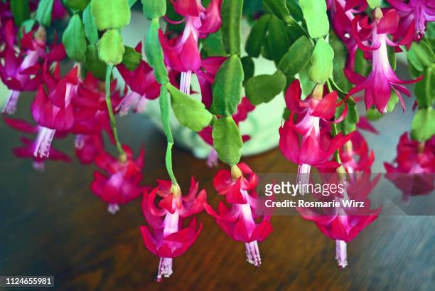 schlumbergera or christmas cactus with vibrant red flowers - christmas cactus stock pictures, royalty-free photos & images