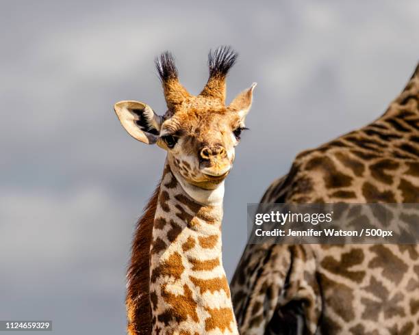 out of hiding - baby masai giraffe - baby giraffe - fotografias e filmes do acervo