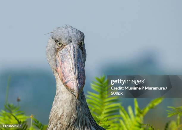 entebbe, uganda - shoebilled stork stock pictures, royalty-free photos & images