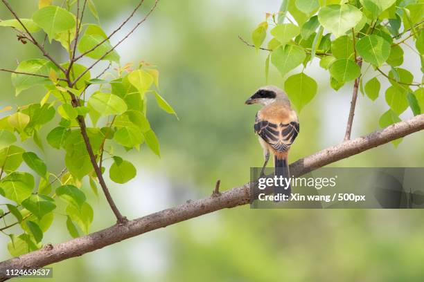 close-up of long-tailed shrike (lanius schach) - lanius schach stock pictures, royalty-free photos & images