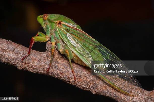 cicada - australia australasia foto e immagini stock