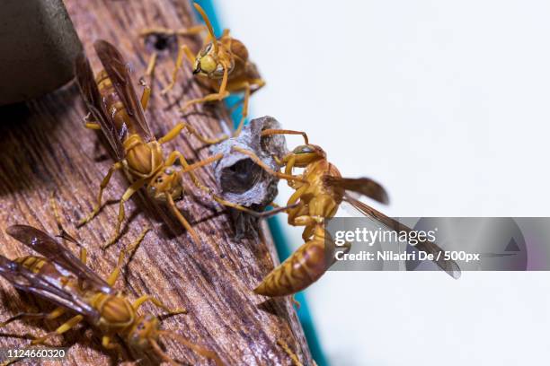 Indian Wasp Insect India Wasps Photos and Premium High Res Pictures - Getty Images