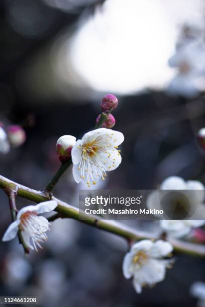 white plum blossoms - pflaumenbaum stock-fotos und bilder