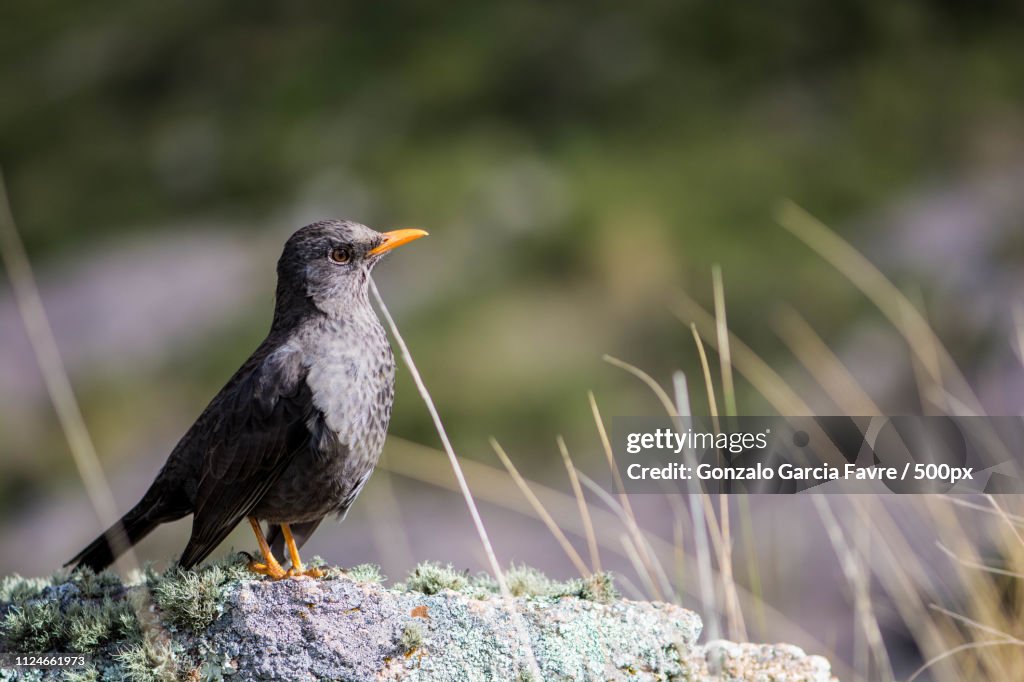 Close-up of bird