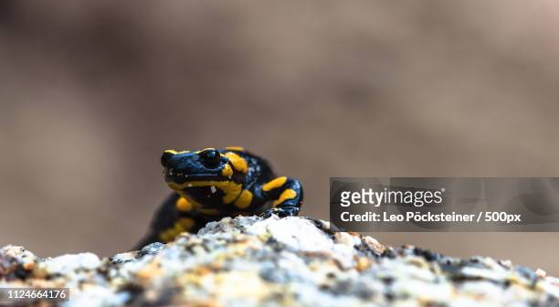 feuersalamander - schwanzlurch stock pictures, royalty-free photos & images