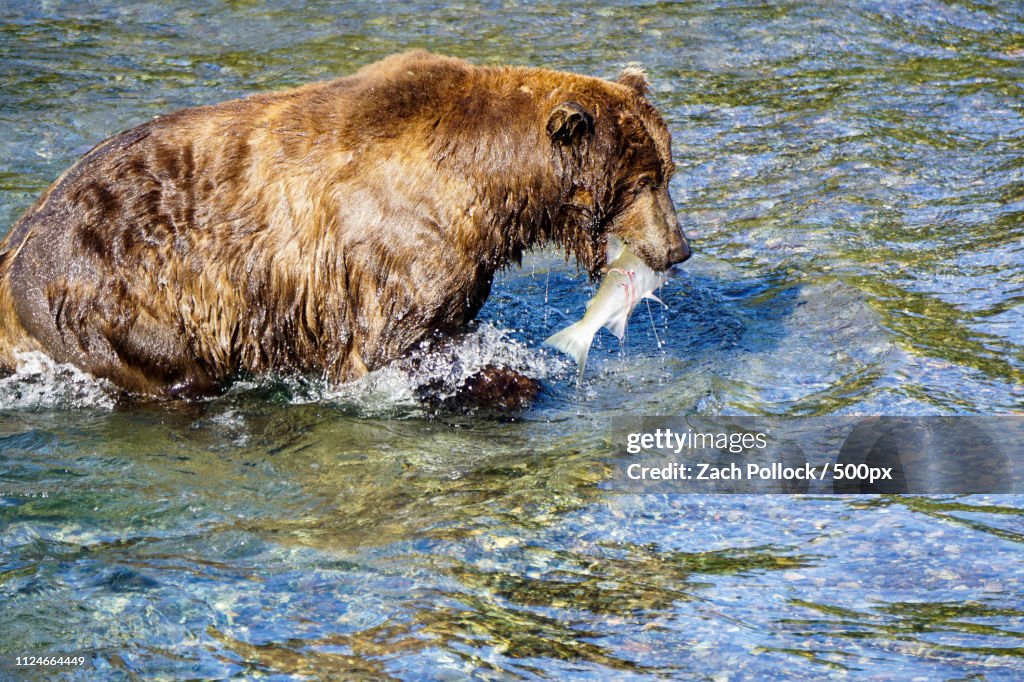 Katmai Grizzly Of