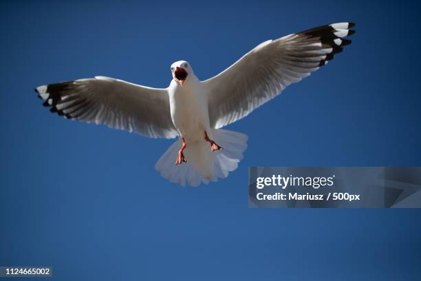 angry seagull - seagull stock-fotos und bilder