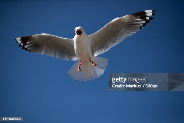 angry seagull - laridae stock pictures, royalty-free photos & images